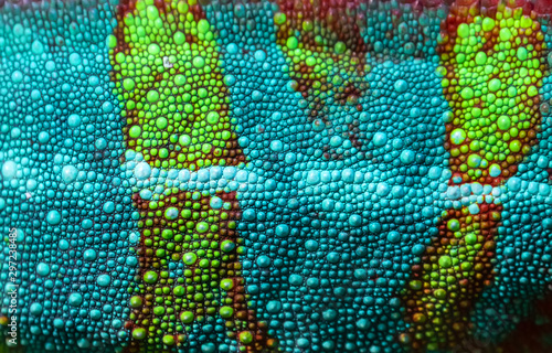 Close-up of the skin of a Panther Chameleon