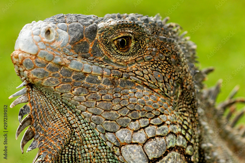 Green iguanas from the park in Guayaquil , Ecuador Green iguanas from the park in Guayaquil , Ecuador