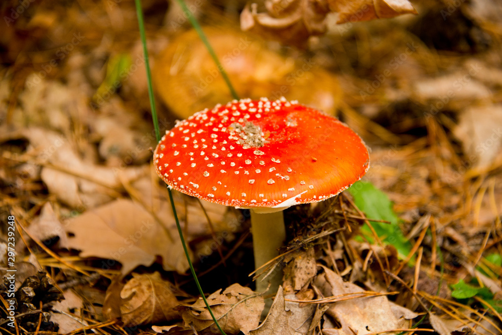 fly agaric (toadstool) waiting for mushroom pickers in brandenburg forest, near berlin, germany fly agaric (toadstool) waiting for mushroom pickers in brandenburg forest, near berlin, germany