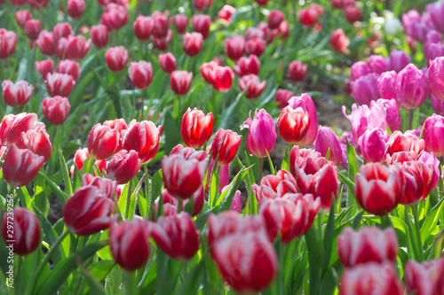 Tulips are blooming in the park.