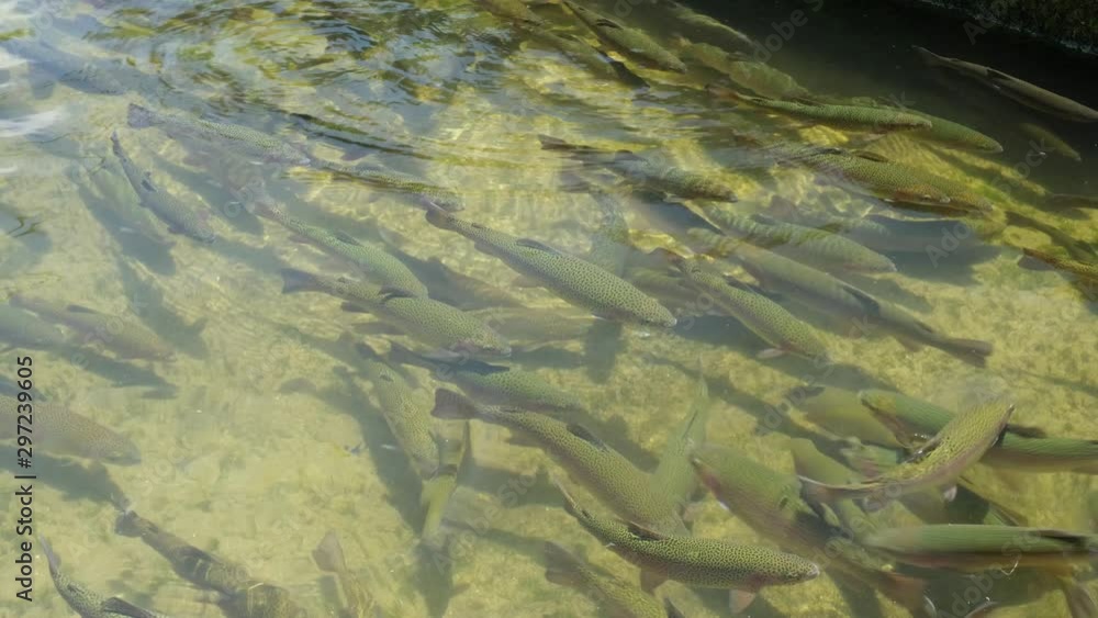 School of large Rainbow Trout congregating in an industrial pool of a