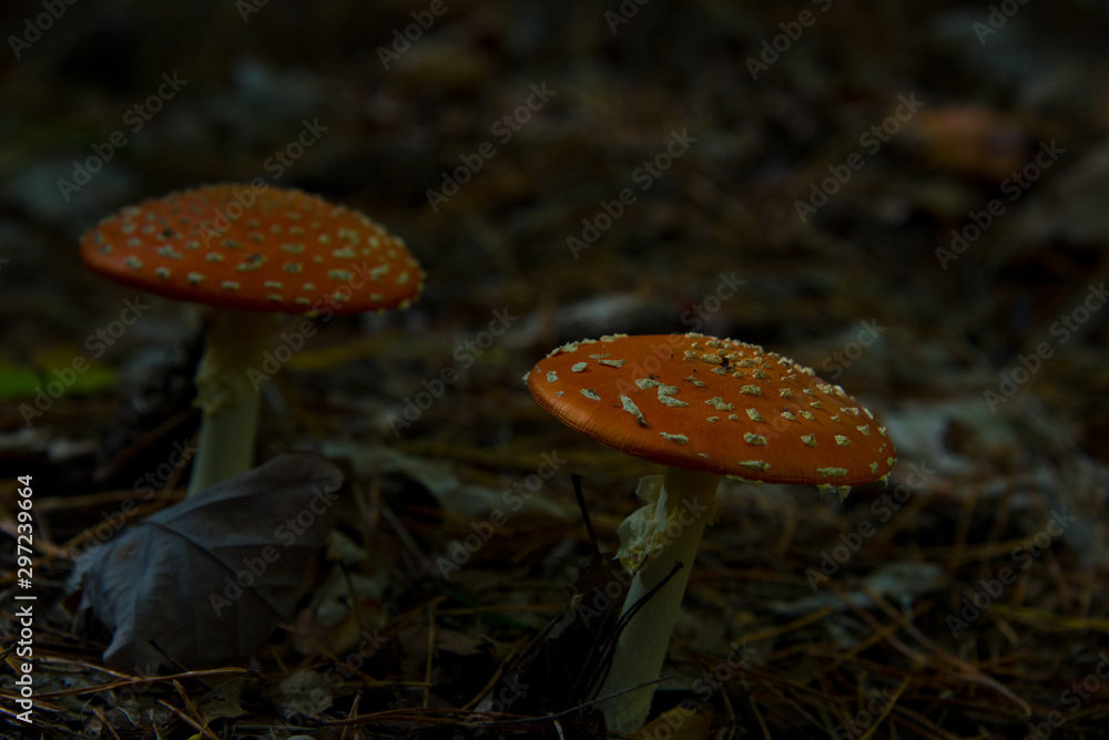 Fototapeta premium fly agaric (toadstool) waiting for mushroom pickers in brandenburg forest, near berlin, germany