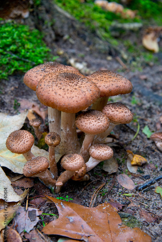 birch boletus (Leccinum aurantiacum) waiting for mushroom pickers in autumnal brandenburg forest