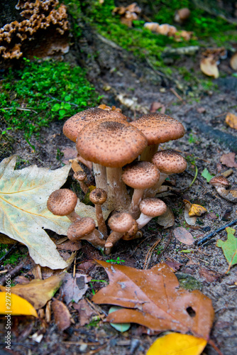 birch boletus (Leccinum aurantiacum) waiting for mushroom pickers in autumnal brandenburg forest