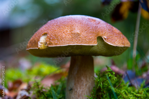 Quadro su tela big wild bay boletus waiting for mushroom pickers in autumnal brandenburg forest