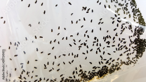 Photos drosophila crowd in plastic bag