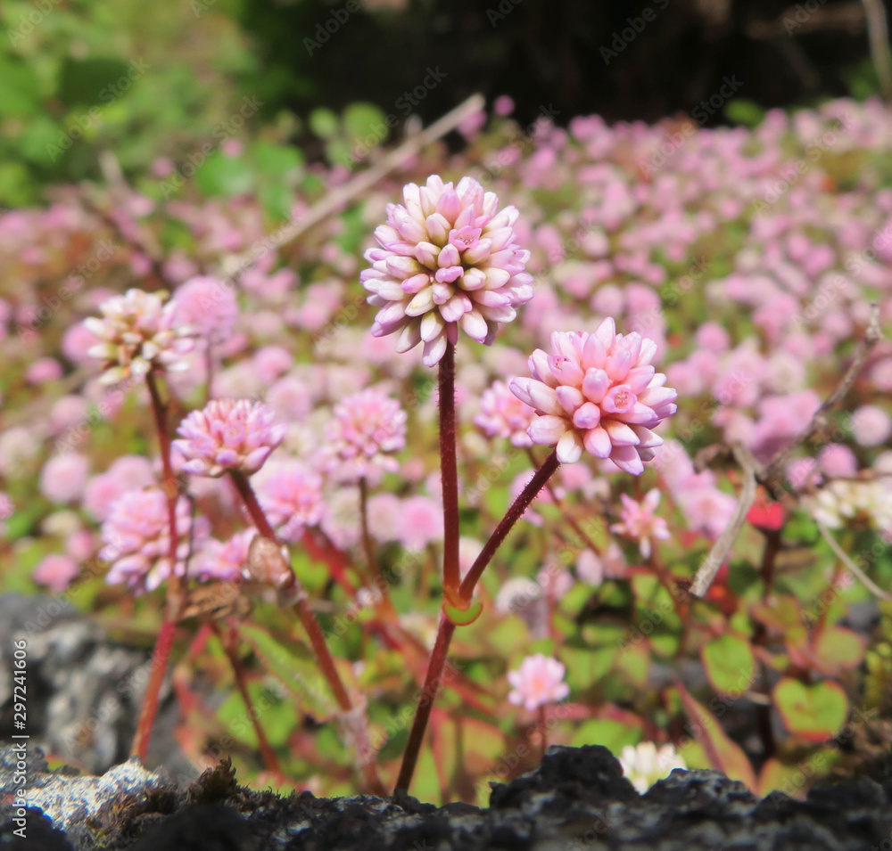 small purple flowers growing on Pico Island, Azores - Portugal small purple flowers growing on Pico Island, Azores - Portugal