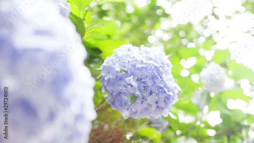 hydrangea