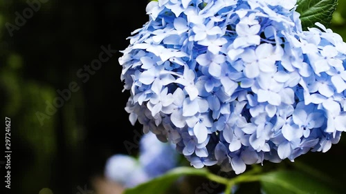 hydrangea