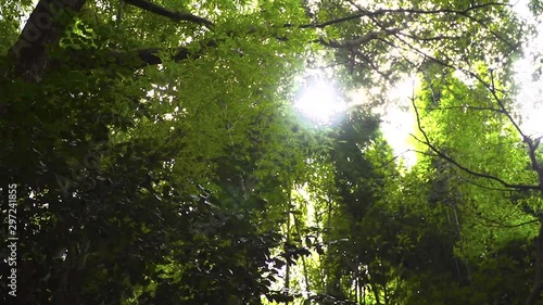 Sunbeams