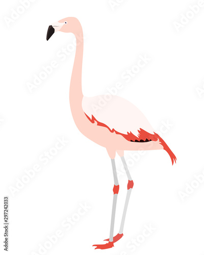 Flamingo isolated on white background, vector illustration of Chilean flamingo in profile