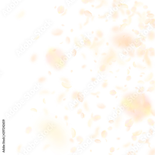 Yellow orange flower petals falling down. Fine rom
