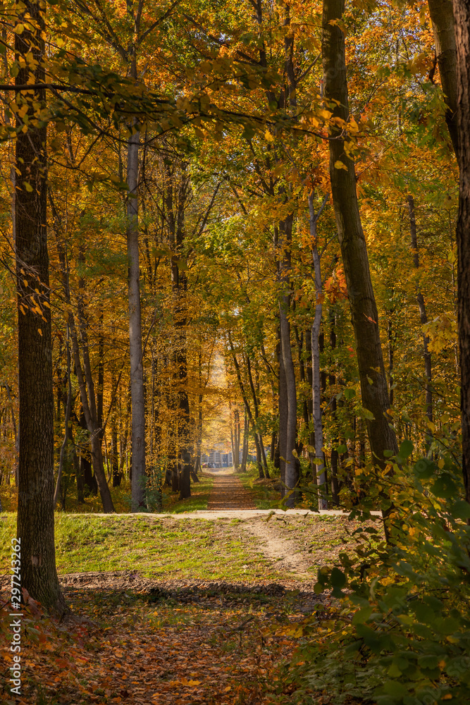 Fototapeta premium Forest, park and trees with yellow leaves.