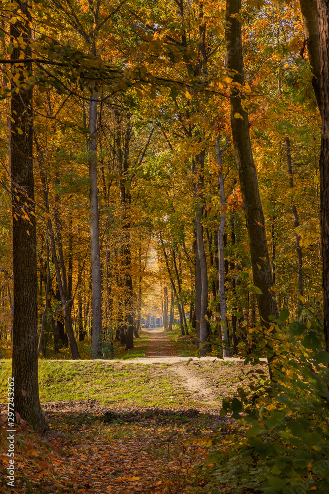 Forest, park and trees with yellow leaves.