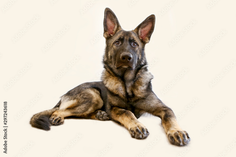 Photoshoot 6 maanden oude Duitse herder pup