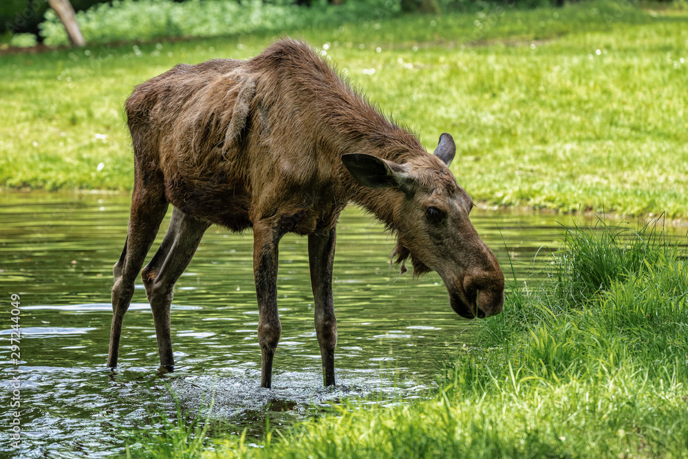 European Moose, Alces alces, also known as the elk European Moose, Alces alces, also known as the elk