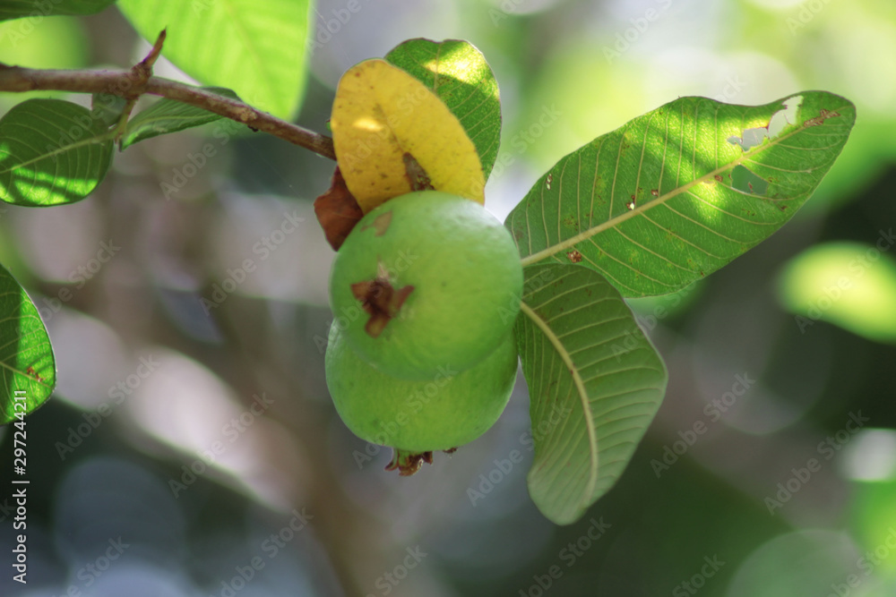 Ripe Tropical Fruit Guava on Guava Tree Ripe Tropical Fruit Guava on Guava Tree