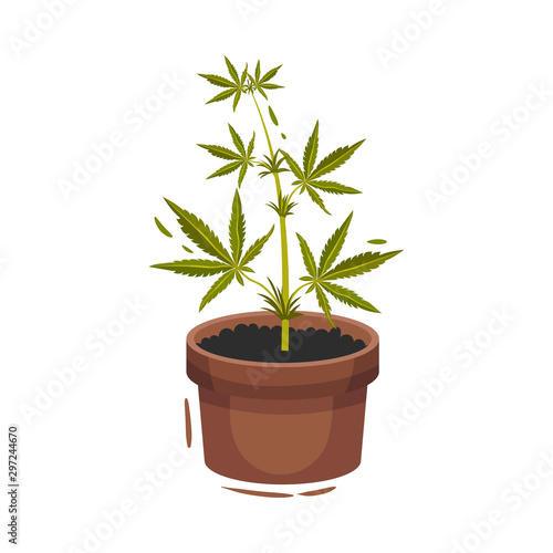 Cannabis Plant Growing In Pot Vector Illustrated Object