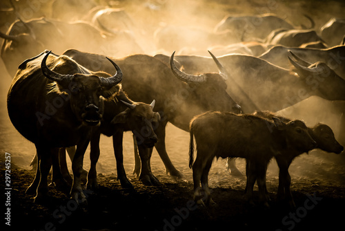Wallpaper Mural Buffalo herd that farmer feed them for rice farm with yellow sunlight during sunset time. Torontodigital.ca