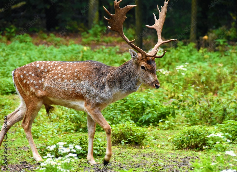 sika deer with branching horns goes to the edge of the forest