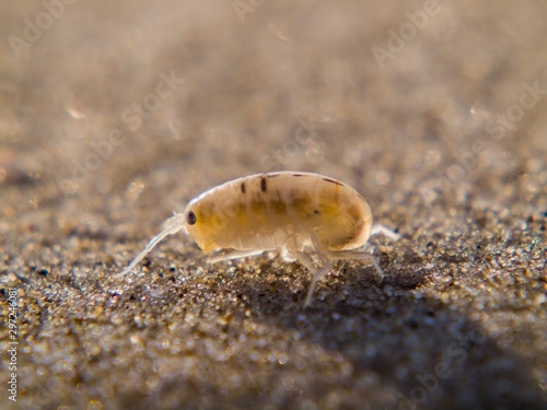 snail on leaf