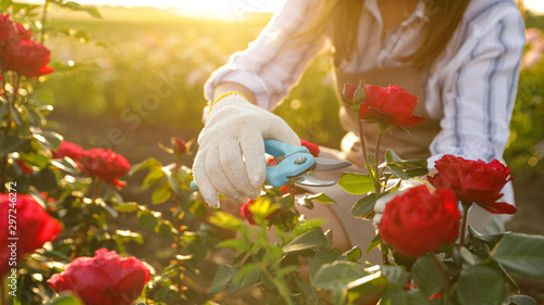 Fototapeta Naklejka Na Ścianę i Meble -  Woman pruning rose bush outdoors, closeup. Gardening tool