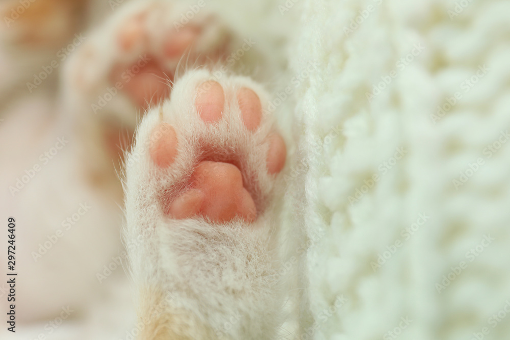 Obraz premium Little kitten on knitted blanket, closeup view of paws