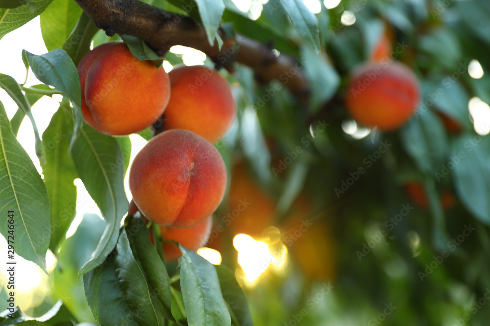 Fresh ripe peaches on tree in garden Fresh ripe peaches on tree in garden