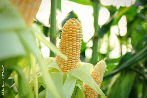 Fototapeta Naklejka Na Ścianę i Meble -  Ripe corn cobs in field on sunny day, closeup