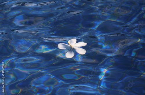 Plumeria flower