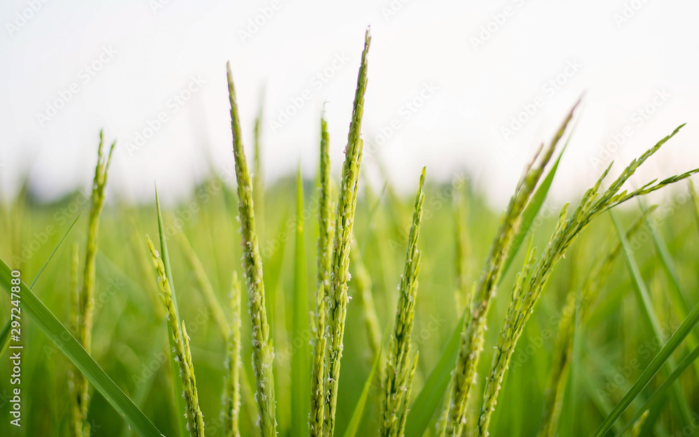 Rice spreading on a green background.
