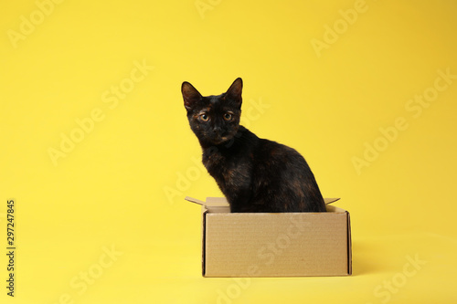 Vászonkép Cute black cat sitting in cardboard box on yellow background