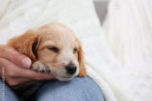 Obraz na płótnie Owner with cute English Cocker Spaniel puppy indoors, closeup