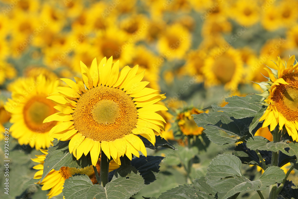 Fototapeta premium Sunflower