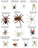 Collection of different species of spiders in colour image