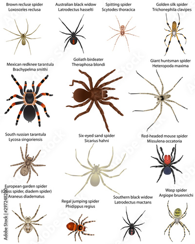 Billede på lærred Collection of different species of spiders in colour image