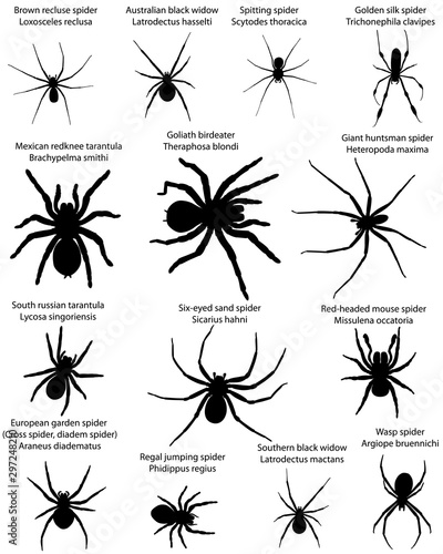 Collection of different species of spiders in silhouettes