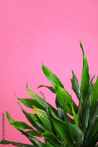 Tropical leaves on pink background, space for text. Stylish interior element