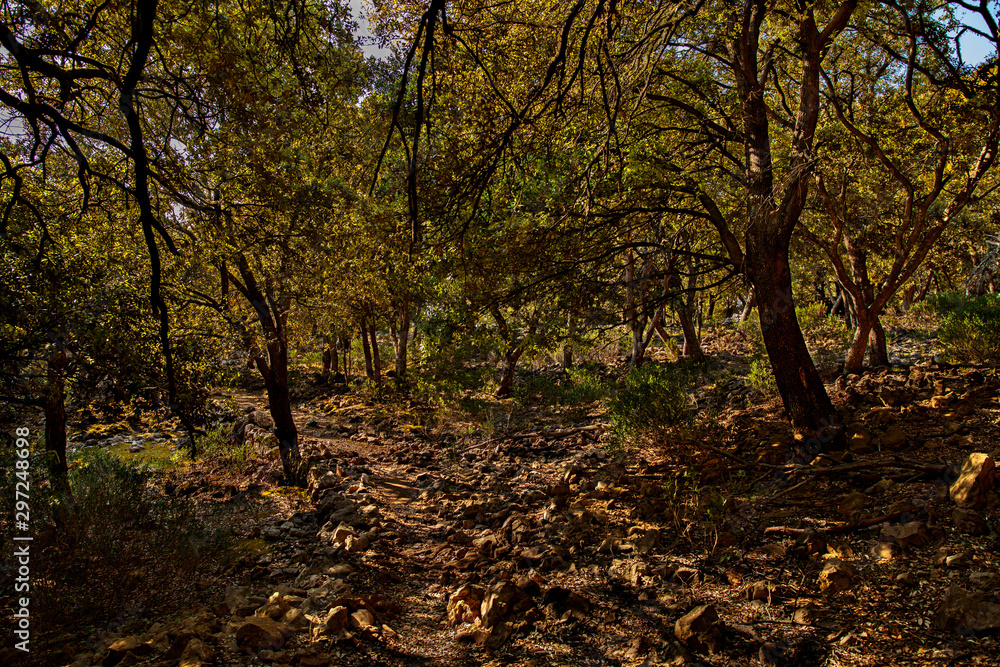 Puig des Caragol Sierra de Trmunatan, Mallorca