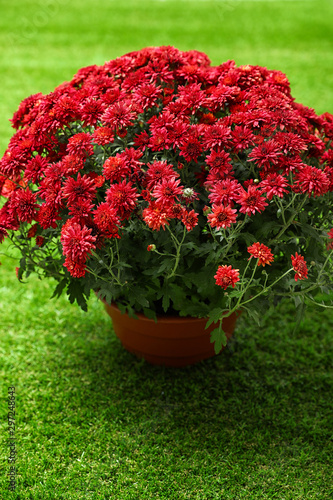 Beautiful red chrysanthemum flowers on green grass