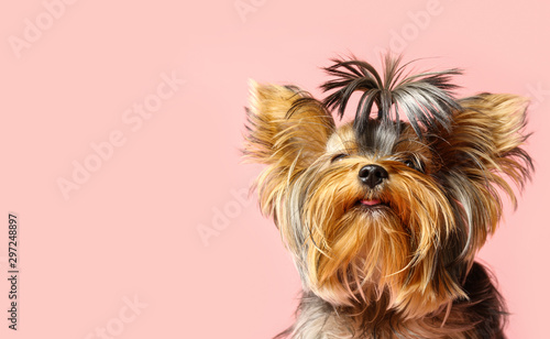 Fotografia Adorable Yorkshire terrier on pink background, space for text