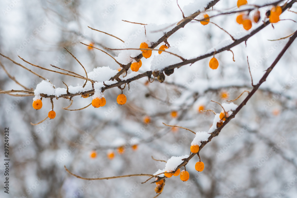 frozen sea buckthorn berries on a branch outdoors in winter frozen sea buckthorn berries on a branch outdoors in winter