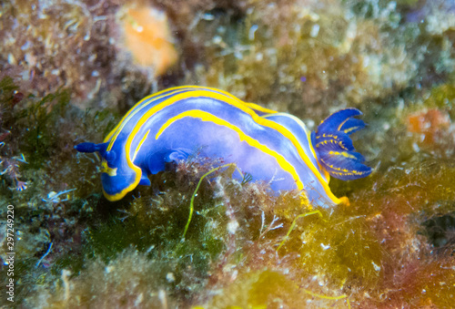 Nudibranchs in their habitat © Javier