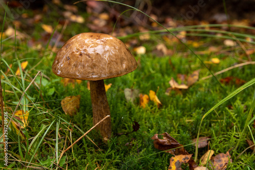 Large mushroom fungus in the mossy forest.