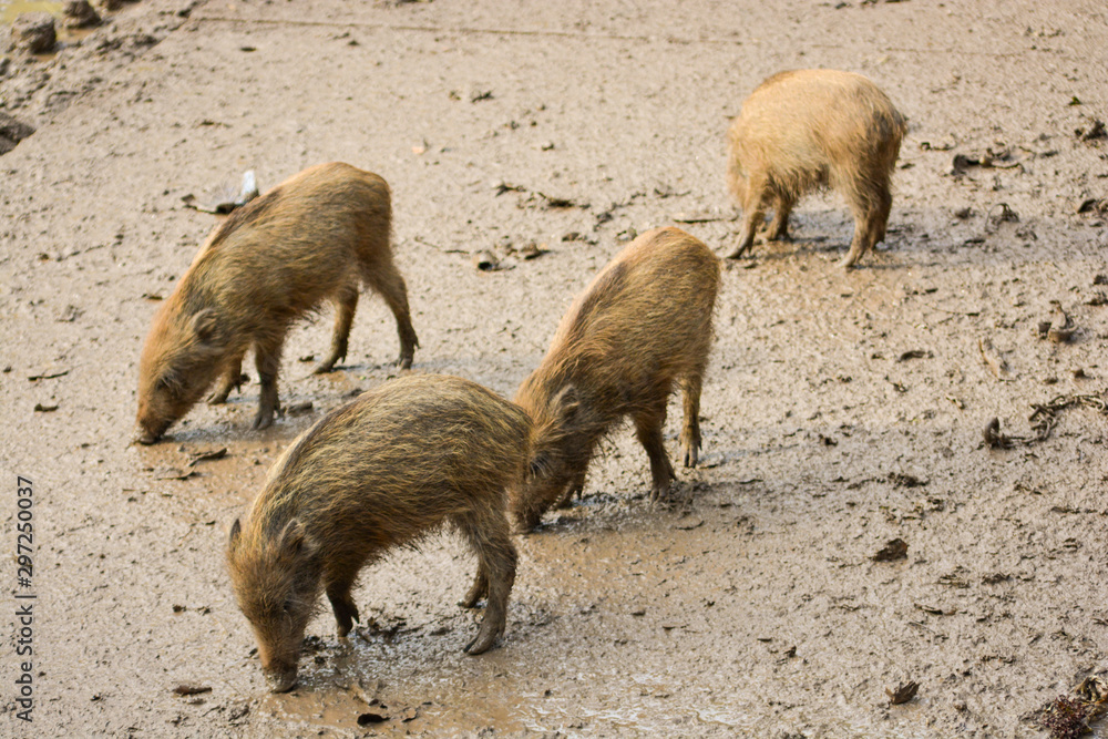 Closeup wild boar (Sus scrofa) in mud view of profile Closeup wild boar (Sus scrofa) in mud view of profile