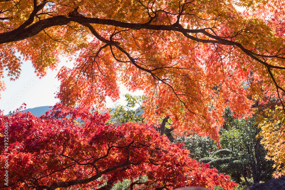 Autumn Japanese maple tree background 紅葉したもみじの背景 Autumn Japanese maple tree background 紅葉したもみじの背景