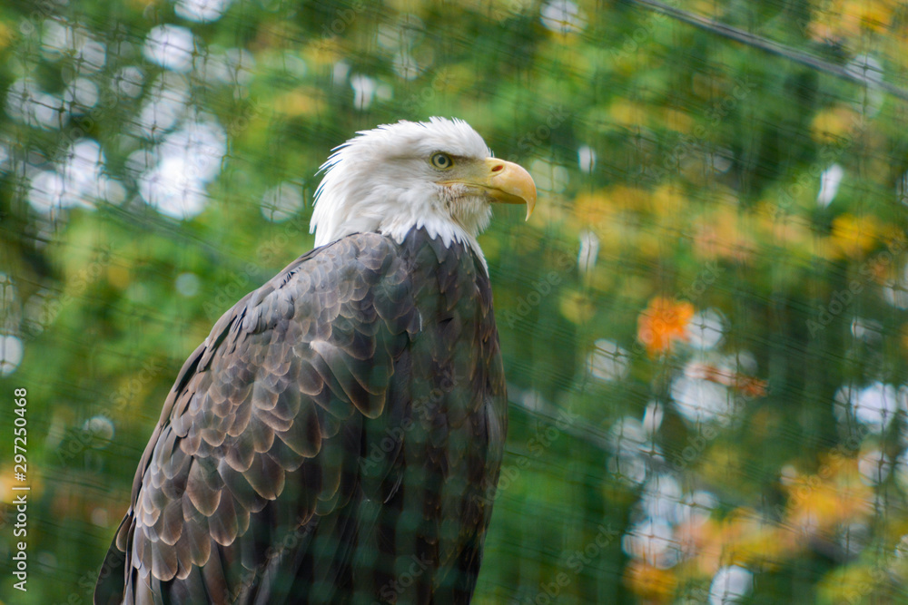 Obraz premium Portrait of a bald eagle (lat. haliaeetus leucocephalus)
