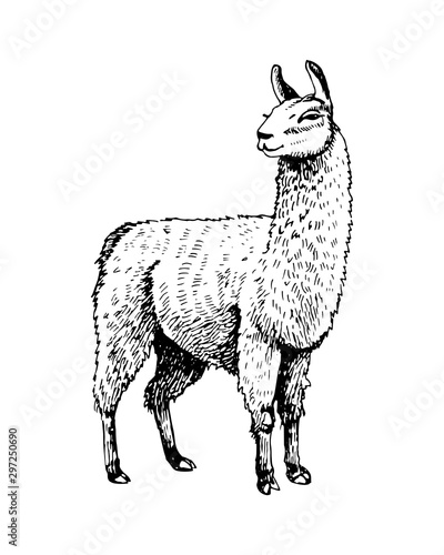 Sketch black and white with the image of a llama