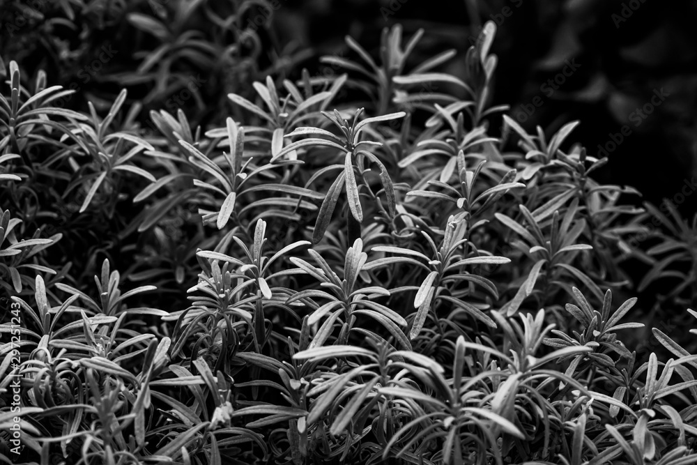 Fototapeta premium health, black and white lavender pattern background 