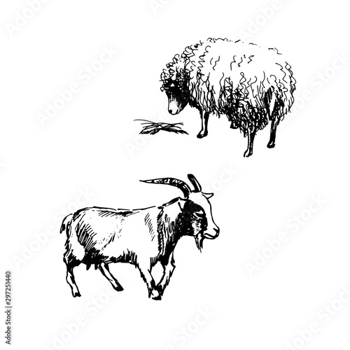 Vector illustration. Goat and sheep. Black and white sketch set of domestic animals.